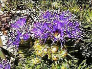 Eremaea violacea