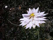 Rhodanthe chlorocephala subspecies splendida