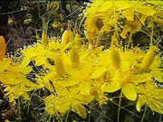 Calytrix aurea