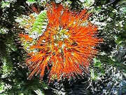 A Beaufortia, possibly Beaufortia squarrosa