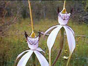 Caladenia varians (Spider orchid)