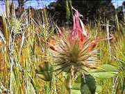 Trifolium hirtum - Rose clover