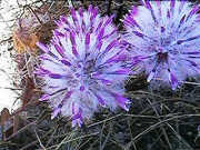 Ptilotus manglesii