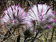 Ptilotus manglesii