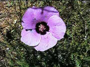 Alyogyne hakeifolia
