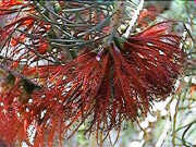 Calothamnus quadrifidus