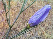 Alyogyne hakeifolia