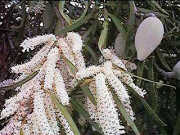 Xylomelum angustifolium - Woody pear