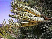Grevillea candelabroides