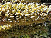 Grevillea candelabroides