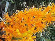 Nuytsia floribunda - WA Christmas tree