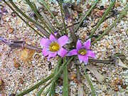 Common weed know as Guildford grass
