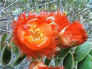 Verticordia grandis