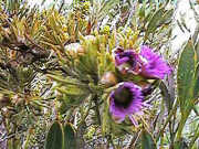 Please click to enlarge