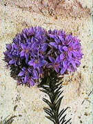 A Calytrix, probably Calytrix eneabbensis