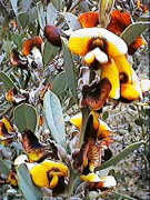 A Daviesia