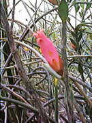 An Eremophila (probably wrong...)