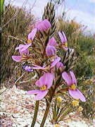 Stylidium junceum