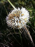 Dasypogon bromeliifolius