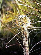 Dasypogon bromeliifolius