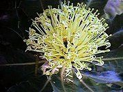 Banksia ilicifolia (Holly-leaved Banksia)