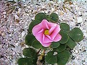 Oxalis purpurea