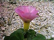 Oxalis purpurea