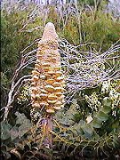 Banksia grandis (Bull banksia)