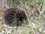 Echidna near Eneabba Creek