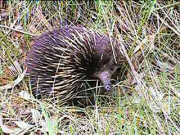 Echidna near Eneabba Creek
