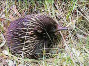 Echidna near Eneabba Creek