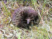 Echidna near Eneabba Creek