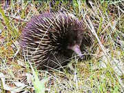 Echidna near Eneabba Creek