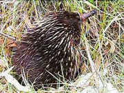 Echidna near Eneabba Creek