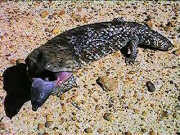 Blue Tongue lizard