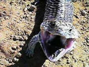 Blue Tongue lizard