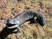 Blue Tongue lizard
