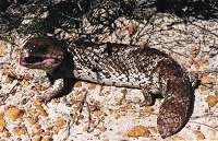 Blue Tongue lizard