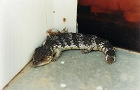 Blue Tongue lizard on the doorstep