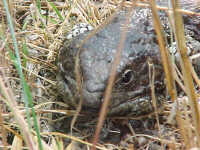 Blue Tongue lizard