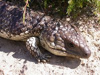 Blue Tongue lizard 