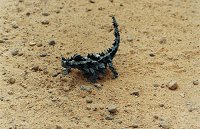 Thorny devil