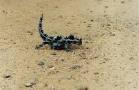 Thorny devil