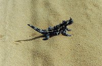 Thorny devil