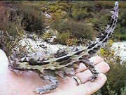 Thorny devil