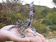 Thorny devil