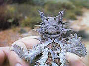 Thorny devil