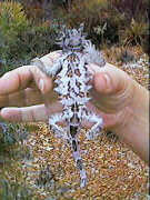 Thorny devil