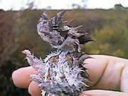 Thorny devil