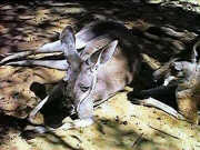 Kangaroo